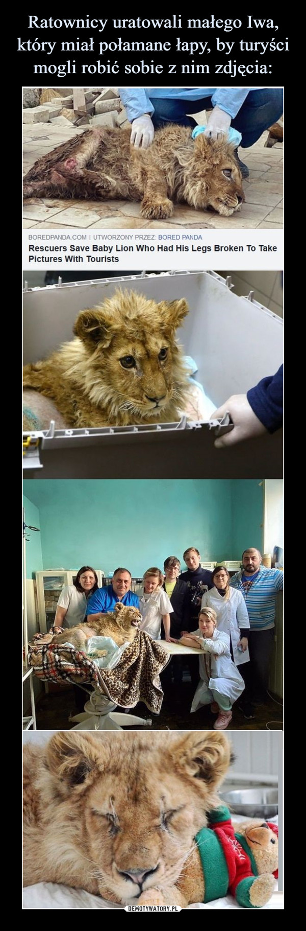  –  Rescuers save baby lion who had his legs broken to take pictures with tourists