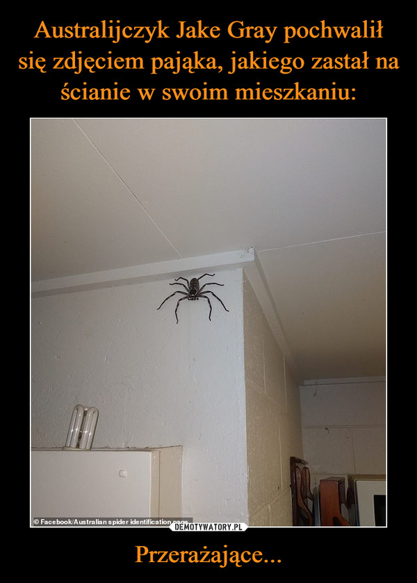 Australijczyk Jake Gray pochwalił się zdjęciem pająka, jakiego zastał na ścianie w swoim mieszkaniu: Przerażające...