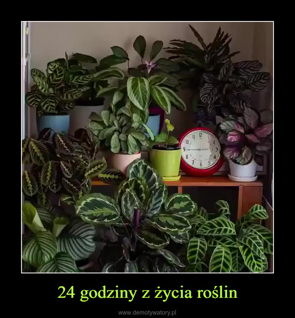 24 godziny z życia roślin –  