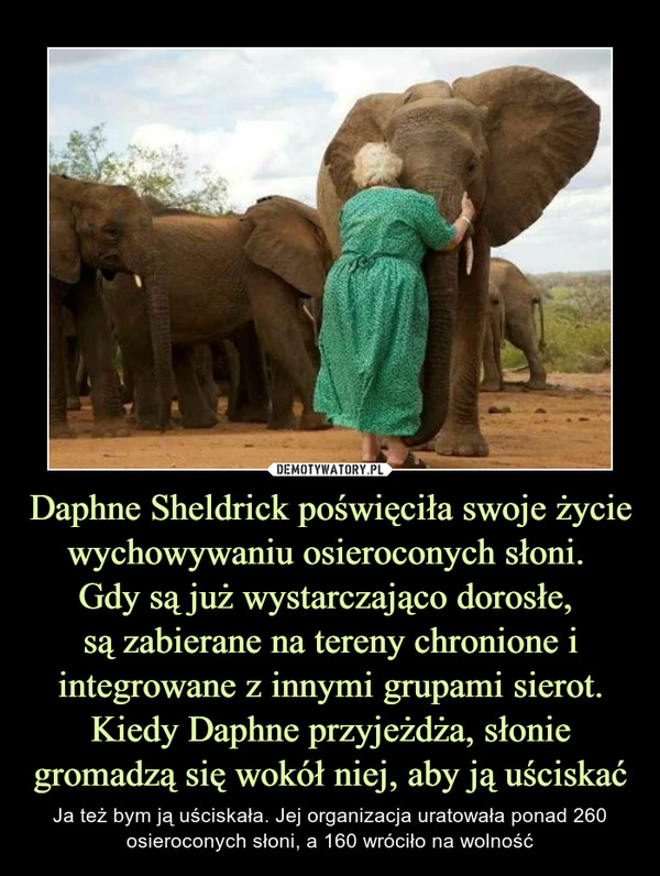 Daphne Sheldrick poświęciła swoje życie wychowywaniu osieroconych słoni. 
Gdy są już wystarczająco dorosłe, 
są zabierane na tereny chronione i integrowane z innymi grupami sierot. Kiedy Daphne przyjeżdża, słonie gromadzą się wokół niej, aby ją uściskać
