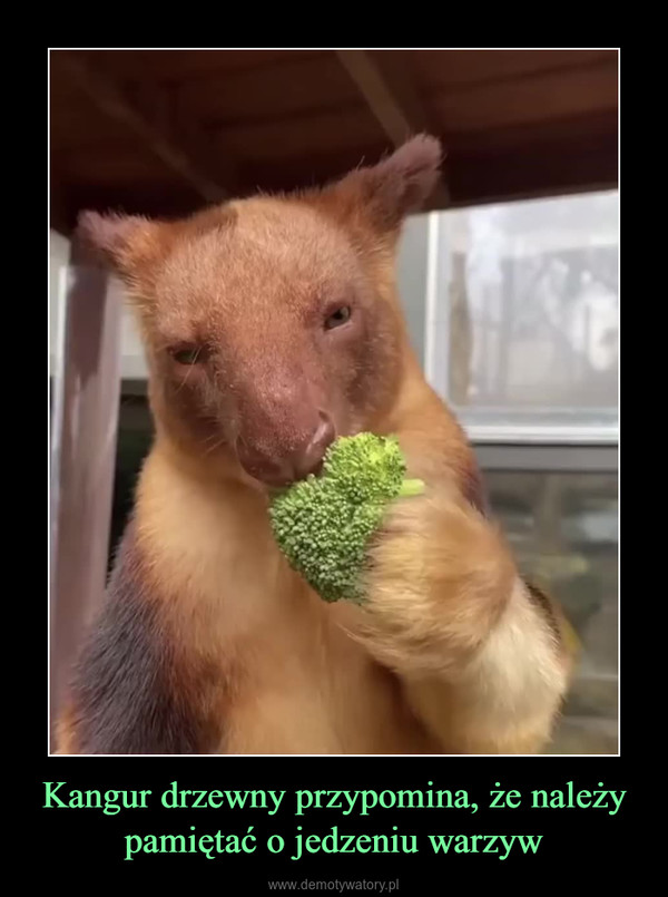Kangur drzewny przypomina, że należy pamiętać o jedzeniu warzyw –  
