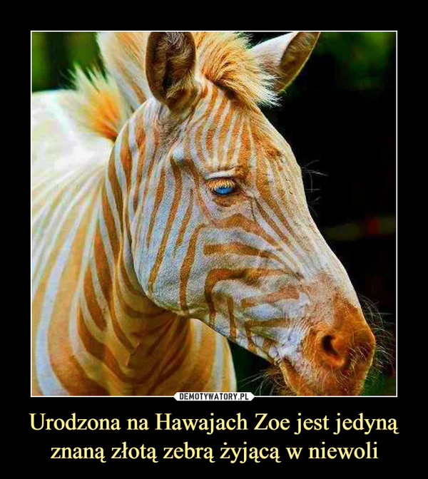 Urodzona na Hawajach Zoe jest jedyną znaną złotą zebrą żyjącą w niewoli