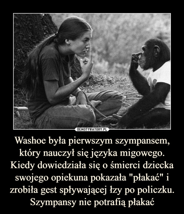 Washoe była pierwszym szympansem, który nauczył się języka migowego. Kiedy dowiedziała się o śmierci dziecka swojego opiekuna pokazała "płakać" i zrobiła gest spływającej łzy po policzku. Szympansy nie potrafią płakać