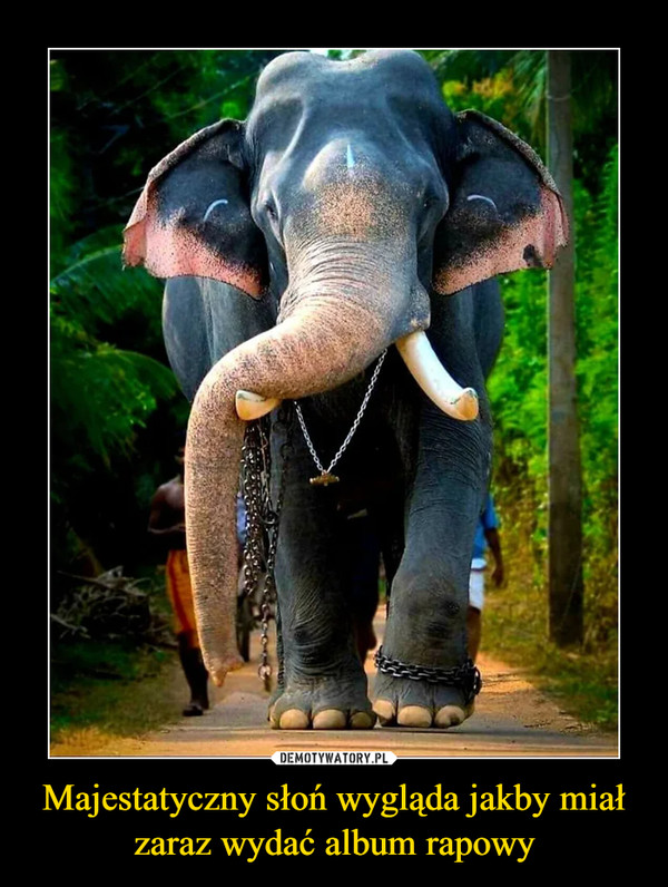 Majestatyczny słoń wygląda jakby miał zaraz wydać album rapowy –  
