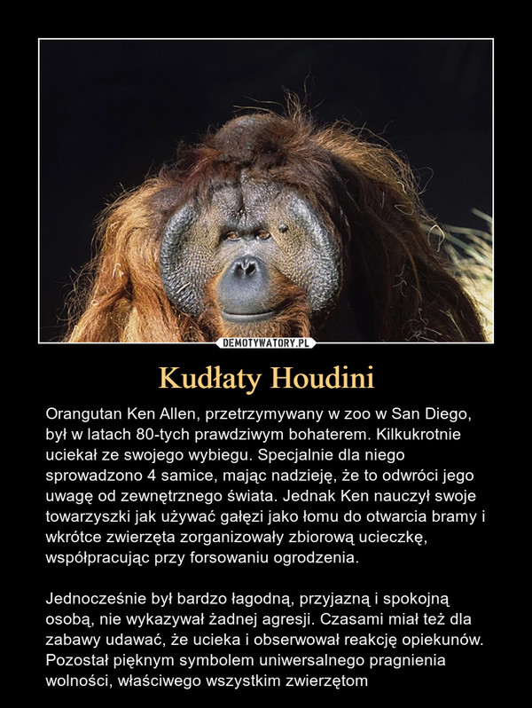 Kudłaty Houdini