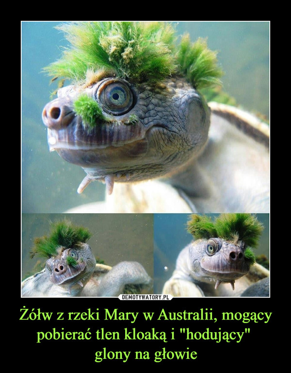 Żółw z rzeki Mary w Australii, mogący pobierać tlen kloaką i "hodujący" 
glony na głowie