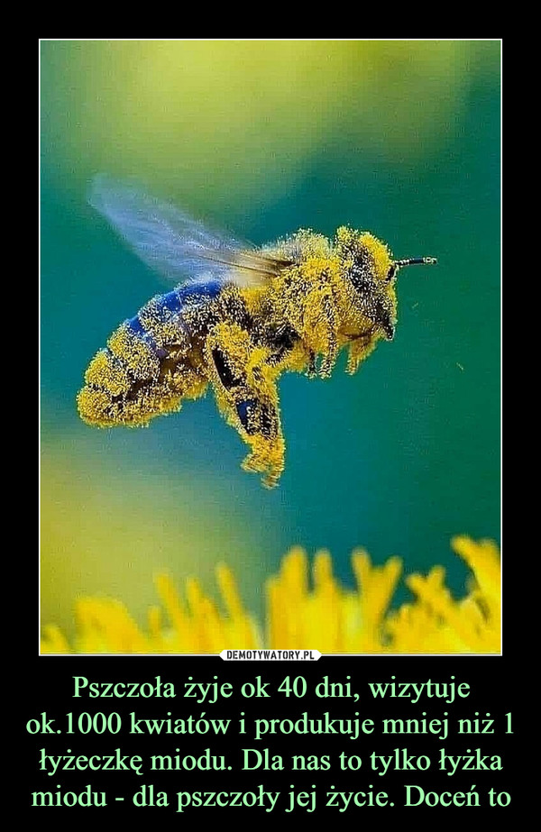 Pszczoła żyje ok 40 dni, wizytuje ok.1000 kwiatów i produkuje mniej niż 1 łyżeczkę miodu. Dla nas to tylko łyżka miodu - dla pszczoły jej życie. Doceń to –  
