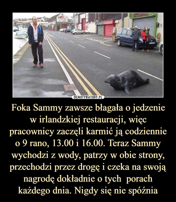Foka Sammy zawsze błagała o jedzenie w irlandzkiej restauracji, więc pracownicy zaczęli karmić ją codziennie o 9 rano, 13.00 i 16.00. Teraz Sammy wychodzi z wody, patrzy w obie strony, przechodzi przez drogę i czeka na swoją nagrodę dokładnie o tych  porach każdego dnia. Nigdy się nie spóźnia