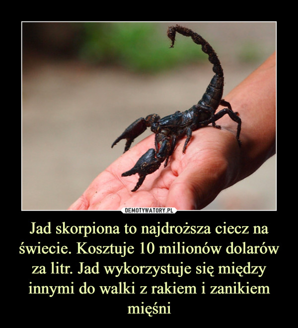 Jad skorpiona to najdroższa ciecz na świecie. Kosztuje 10 milionów dolarów za litr. Jad wykorzystuje się między innymi do walki z rakiem i zanikiem mięśni –  