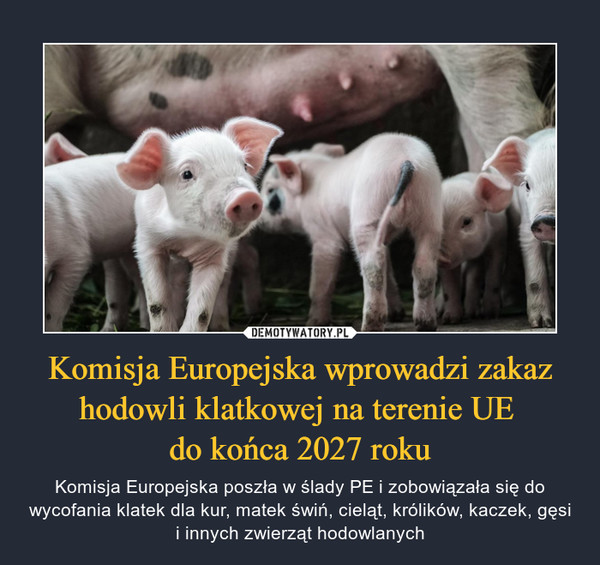 Komisja Europejska wprowadzi zakaz hodowli klatkowej na terenie UE do końca 2027 roku – Komisja Europejska poszła w ślady PE i zobowiązała się do wycofania klatek dla kur, matek świń, cieląt, królików, kaczek, gęsi i innych zwierząt hodowlanych 