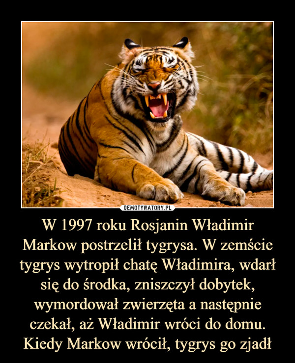 W 1997 roku Rosjanin Władimir Markow postrzelił tygrysa. W zemście tygrys wytropił chatę Władimira, wdarł się do środka, zniszczył dobytek, wymordował zwierzęta a następnie czekał, aż Władimir wróci do domu. Kiedy Markow wrócił, tygrys go zjadł