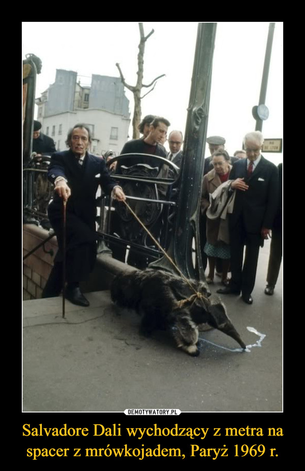 Salvadore Dali wychodzący z metra na spacer z mrówkojadem, Paryż 1969 r.