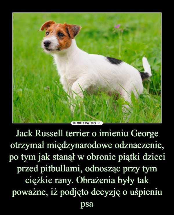 Jack Russell terrier o imieniu George otrzymał międzynarodowe odznaczenie, po tym jak stanął w obronie piątki dzieci przed pitbullami, odnosząc przy tym ciężkie rany. Obrażenia były tak poważne, iż podjęto decyzję o uśpieniu psa –  