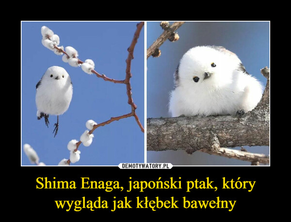 Shima Enaga, japoński ptak, który wygląda jak kłębek bawełny