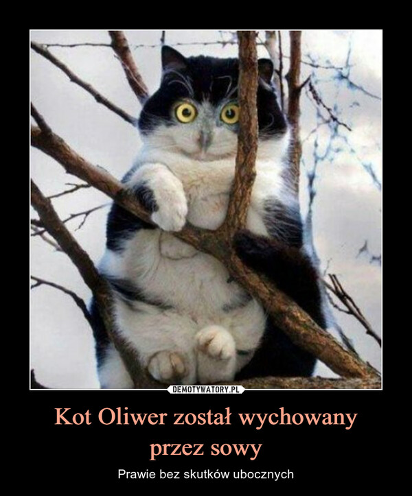 Kot Oliwer został wychowanyprzez sowy – Prawie bez skutków ubocznych 