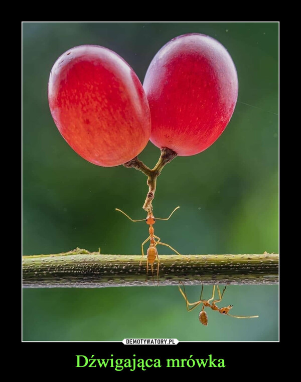 Dźwigająca mrówka