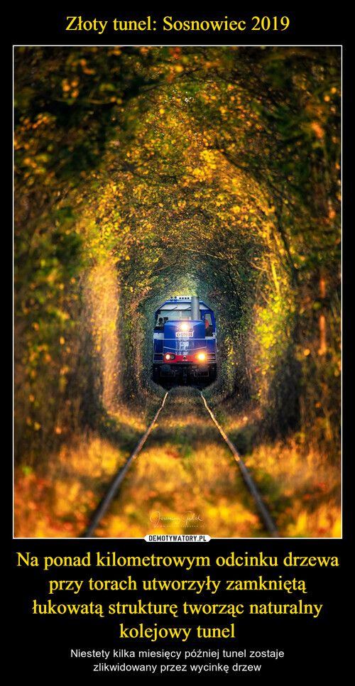 Złoty tunel: Sosnowiec 2019 Na ponad kilometrowym odcinku drzewa przy torach utworzyły zamkniętą łukowatą strukturę tworząc naturalny kolejowy tunel