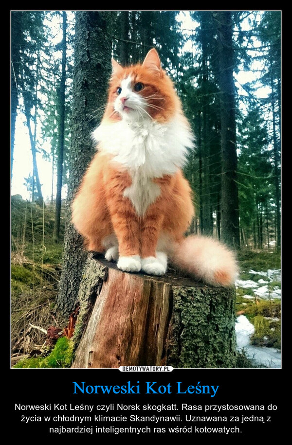 Norweski Kot Leśny – Norweski Kot Leśny czyli Norsk skogkatt. Rasa przystosowana do życia w chłodnym klimacie Skandynawii. Uznawana za jedną z najbardziej inteligentnych ras wśród kotowatych. 
