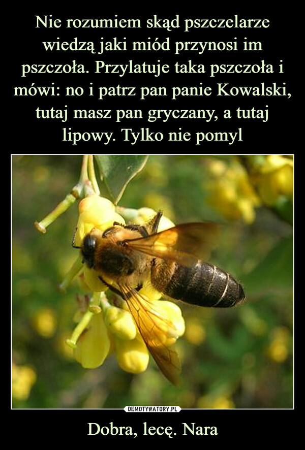 Nie rozumiem skąd pszczelarze wiedzą jaki miód przynosi im pszczoła. Przylatuje taka pszczoła i mówi: no i patrz pan panie Kowalski, tutaj masz pan gryczany, a tutaj lipowy. Tylko nie pomyl Dobra, lecę. Nara