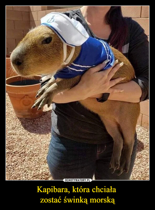 Kapibara, która chciała 
zostać świnką morską