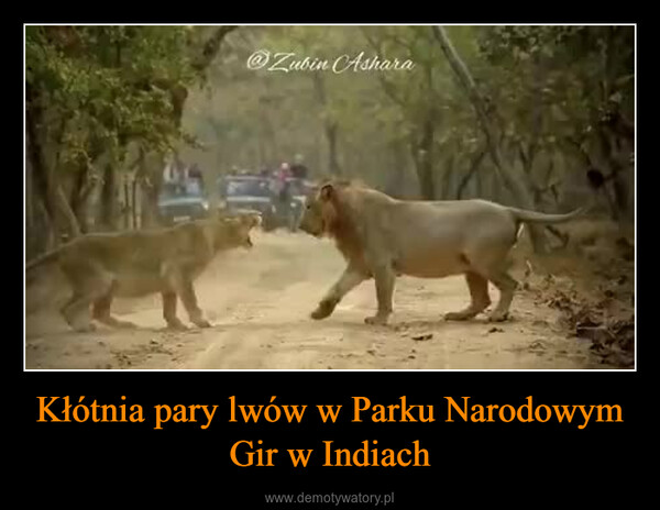Kłótnia pary lwów w Parku Narodowym Gir w Indiach –  