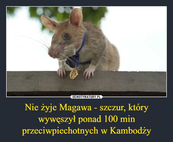 Nie żyje Magawa - szczur, który wywęszył ponad 100 min przeciwpiechotnych w Kambodży –  