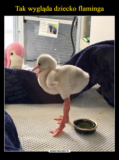 Tak wygląda dziecko flaminga