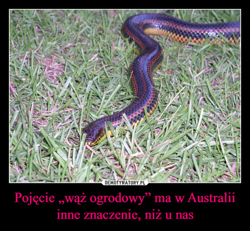 Pojęcie „wąż ogrodowy” ma w Australii inne znaczenie, niż u nas