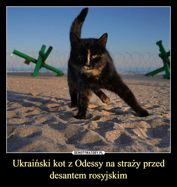 Ukraiński kot z Odessy na straży przed desantem rosyjskim –  