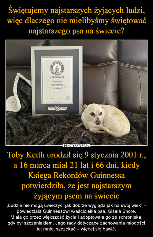 Świętujemy najstarszych żyjących ludzi, więc dlaczego nie mielibyśmy świętować najstarszego psa na świecie? Toby Keith urodził się 9 stycznia 2001 r., a 16 marca miał 21 lat i 66 dni, kiedy Księga Rekordów Guinnessa potwierdziła, że jest najstarszym żyjącym psem na świecie