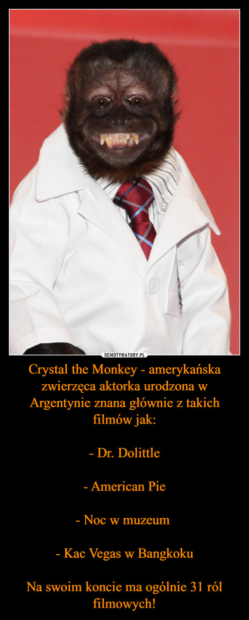 Crystal the Monkey - amerykańska zwierzęca aktorka urodzona w Argentynie znana głównie z takich filmów jak:

- Dr. Dolittle

- American Pie

- Noc w muzeum 
  
- Kac Vegas w Bangkoku

Na swoim koncie ma ogólnie 31 ról filmowych!