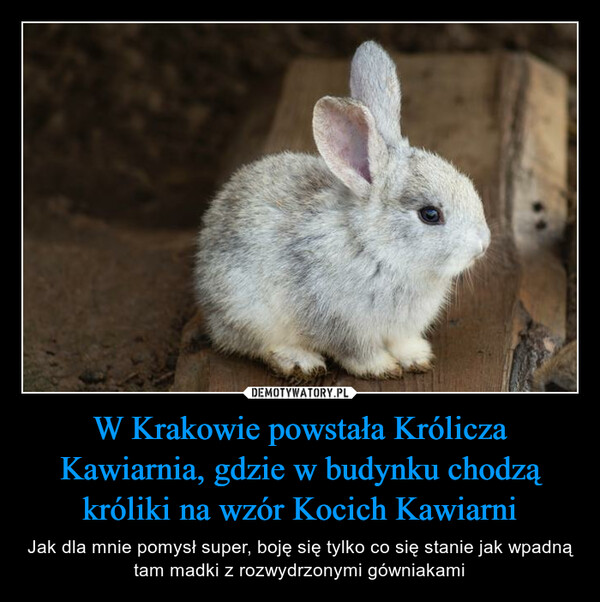 W Krakowie powstała Królicza Kawiarnia, gdzie w budynku chodzą króliki na wzór Kocich Kawiarni