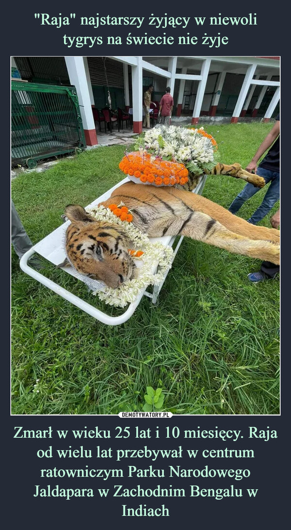 "Raja" najstarszy żyjący w niewoli tygrys na świecie nie żyje Zmarł w wieku 25 lat i 10 miesięcy. Raja od wielu lat przebywał w centrum ratowniczym Parku Narodowego Jaldapara w Zachodnim Bengalu w Indiach