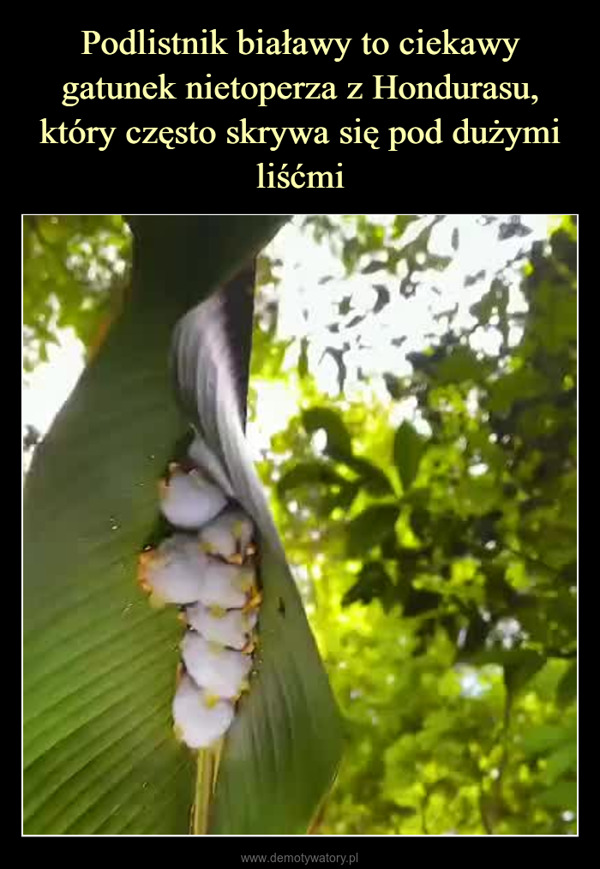  –  Honduran white bats under a leaf