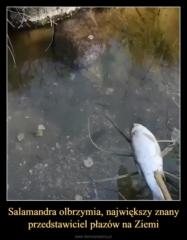 Salamandra olbrzymia, największy znany przedstawiciel płazów na Ziemi –  