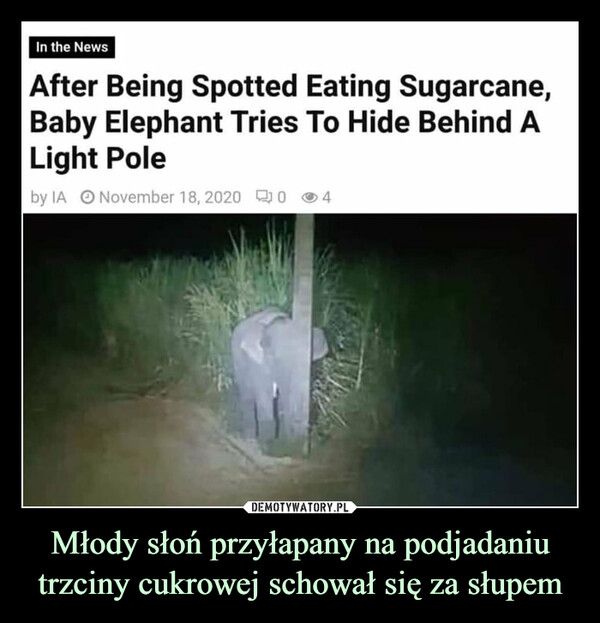Młody słoń przyłapany na podjadaniu trzciny cukrowej schował się za słupem –  