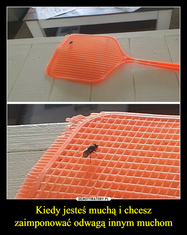 Kiedy jesteś muchą i chcesz zaimponować odwagą innym muchom –  