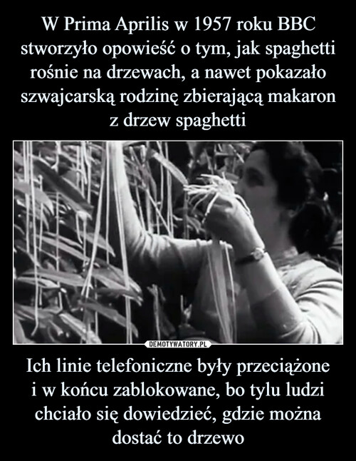 W Prima Aprilis w 1957 roku BBC stworzyło opowieść o tym, jak spaghetti rośnie na drzewach, a nawet pokazało szwajcarską rodzinę zbierającą makaron z drzew spaghetti Ich linie telefoniczne były przeciążone
i w końcu zablokowane, bo tylu ludzi chciało się dowiedzieć, gdzie można dostać to drzewo
