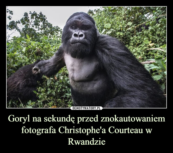 Goryl na sekundę przed znokautowaniem fotografa Christophe'a Courteau w Rwandzie –  