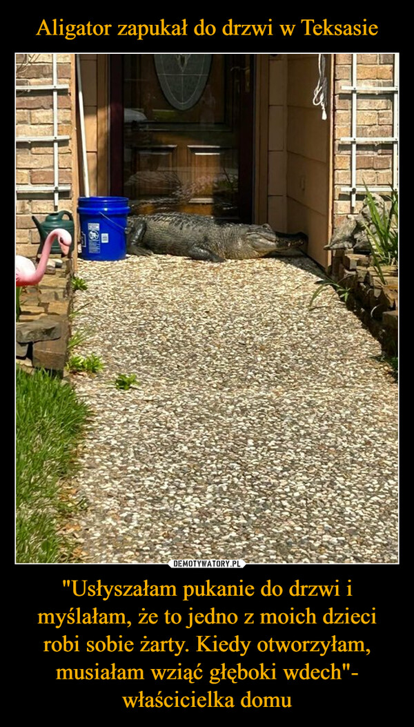 Aligator zapukał do drzwi w Teksasie "Usłyszałam pukanie do drzwi i myślałam, że to jedno z moich dzieci robi sobie żarty. Kiedy otworzyłam, musiałam wziąć głęboki wdech"- właścicielka domu