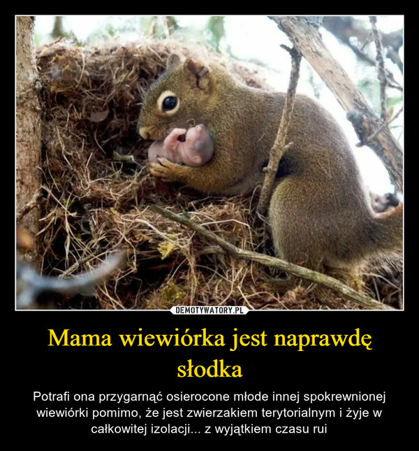 Mama wiewiórka jest naprawdę słodka
