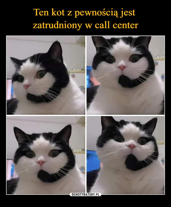 Ten kot z pewnością jest 
zatrudniony w call center