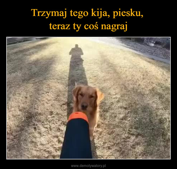  –  Kiedy pies kręci selfie