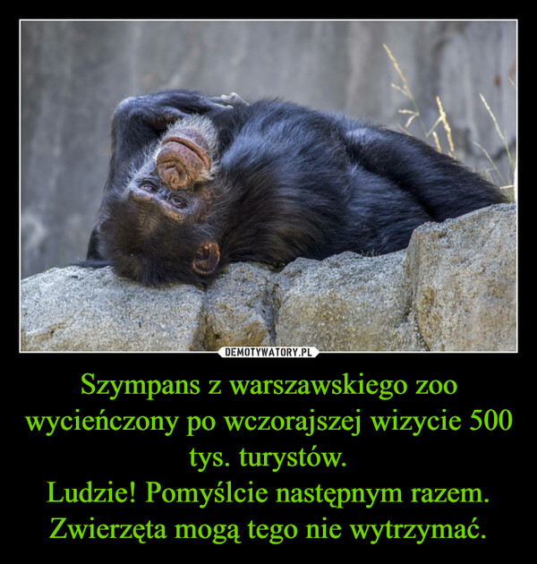Szympans z warszawskiego zoo wycieńczony po wczorajszej wizycie 500 tys. turystów.Ludzie! Pomyślcie następnym razem. Zwierzęta mogą tego nie wytrzymać. –  
