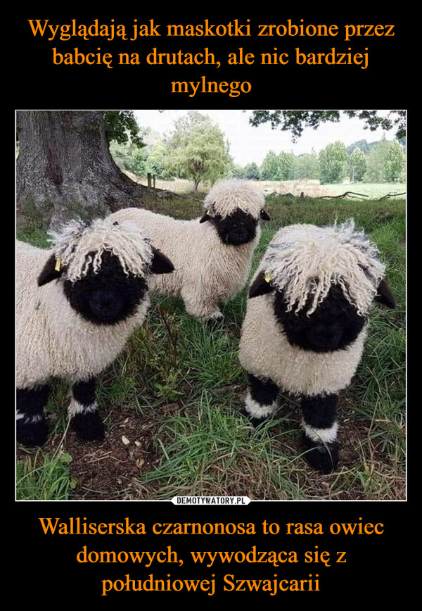 Wyglądają jak maskotki zrobione przez babcię na drutach, ale nic bardziej mylnego Walliserska czarnonosa to rasa owiec domowych, wywodząca się z południowej Szwajcarii