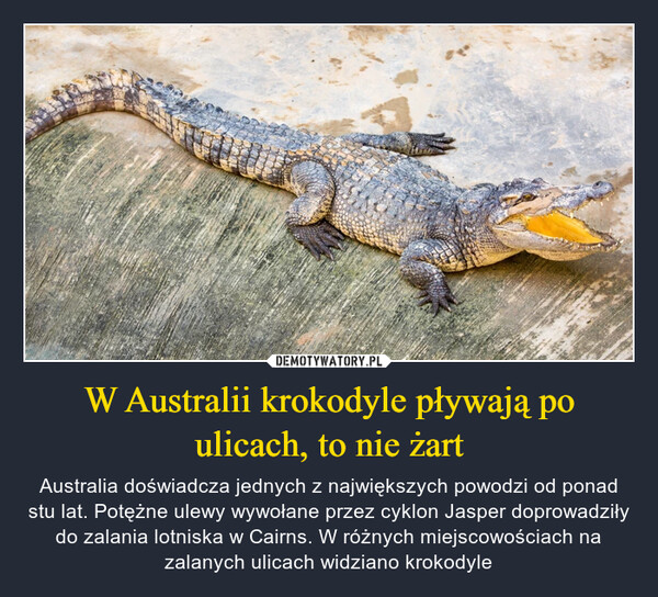 W Australii krokodyle pływają po ulicach, to nie żart