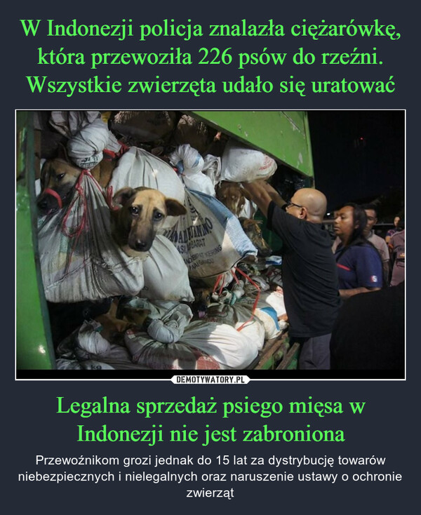 Legalna sprzedaż psiego mięsa w Indonezji nie jest zabroniona – Przewoźnikom grozi jednak do 15 lat za dystrybucję towarów niebezpiecznych i nielegalnych oraz naruszenie ustawy o ochronie zwierząt ADININGPARATWOEMPAT KERINGPAAL GRACU